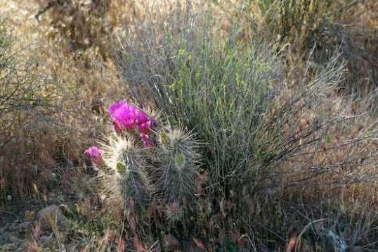 Since they aren't all that common, these capture your attention when you're wandering around.