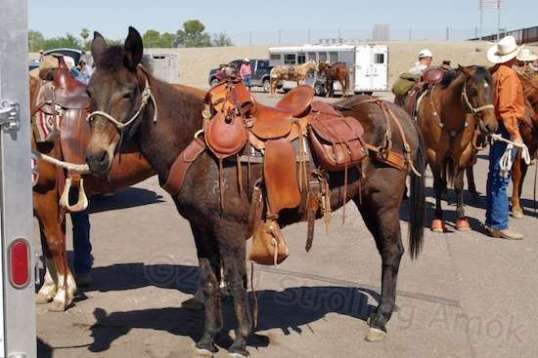 I think I just found my new mascot for my Aurora e-bike!