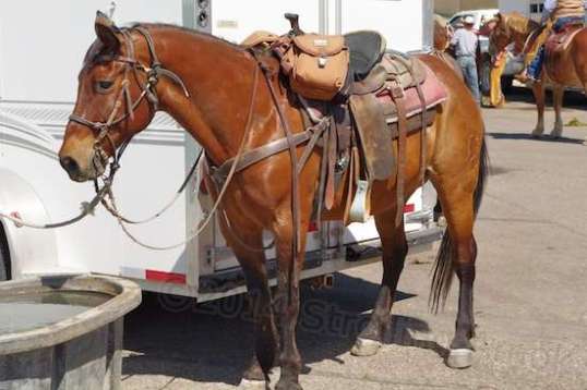 Looks like a mannequin here, but this beauty had a sales brochure coat.