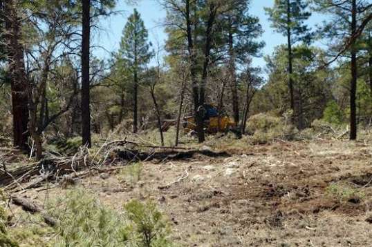 That yellow thing at center is a large Cat bulldozer. They have aggressively thinned out many acres and done controlled burns, and I know that the thought of a major fire petrifies the town.
