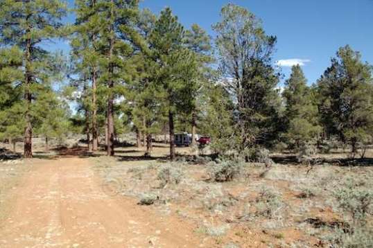 Oh look, who owns that vital wonderment ahead, that unmatched arboreal adornment? Eh, it's that guy who bikes for miles to wave at passenger trains.