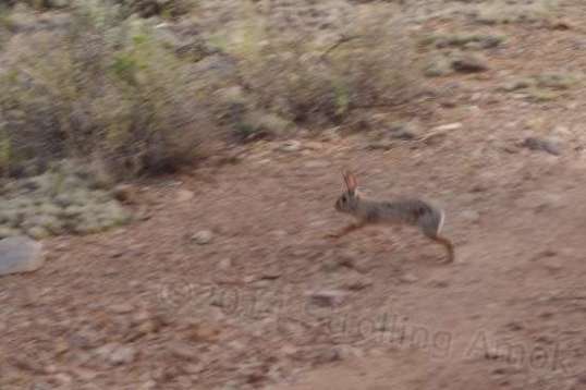 Bunny! This was one of a pair that were not real concerned about humans stumbling about.