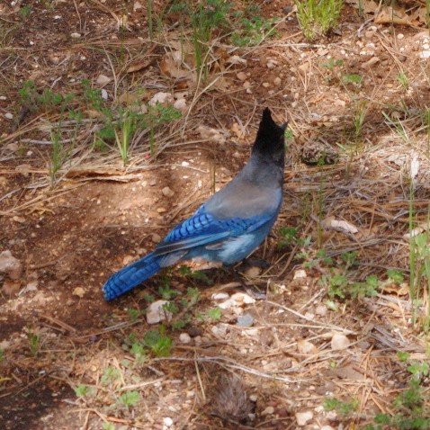 A really blue Bluejay with a tall black crest? The critters here are all pretty casual around humans.