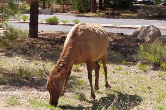 Ah yes, I have the way weeth de womens. This would be a really bad idea if A} this was a male, and B] if this were October. As is, she's easily able to defend herself against a marauding shopper, so she doesn't care. 
