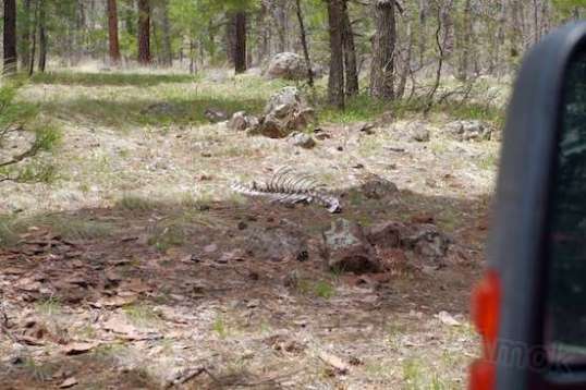 Elk remains just ahead of the Mighty Furd.