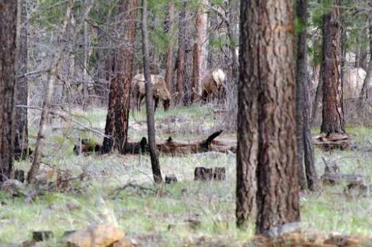 More elk within view of the campsite, only these ones are still alive!
