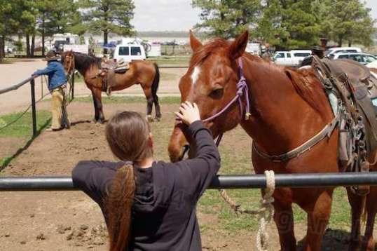 The local horse riding place had a bunch of horses saddled up and ready, to tempt visitors into going for a ride.