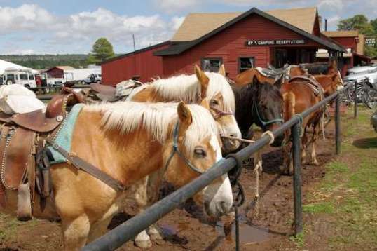 Do they look bored, or what?