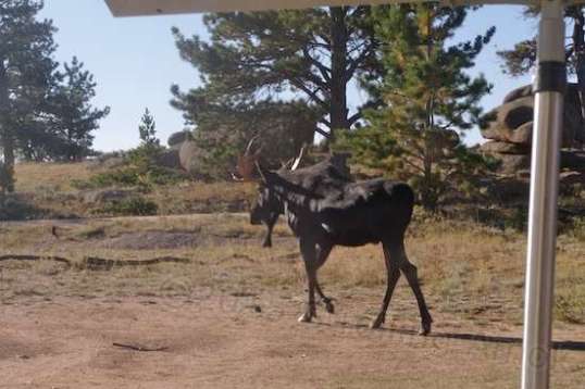 This moose got with about thirty feet of the camper as he walked by.
