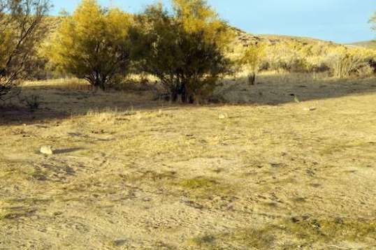 Here, bunny, bunny! The young ones let you get close. A saw one jackrabbit among them, in the morning.