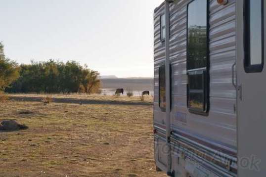 Also in the morning were cattle. They are free to roam all over.