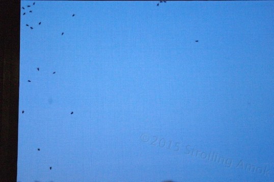 Moving out of Wendover is not all bad when lots of little flying friends wait patiently at the screen door to come in and say hi.