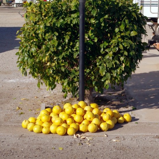 Across the drive from my site, this little grapefruit tree is typical of all in the park. They will be stripped by the park February 1 and the fruit discarded. It's now or never, so I helped my neighbor pull all the fruit off and leave it in a pile for anyone to take. I grabbed eight or nine. They're huge!