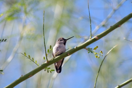 Ooo! Birdie! Out of little birds, piercing chirps come. I assume that this is a hummingbird, only because of its tiny size and the local encouragement to put up some hummingbird nests.