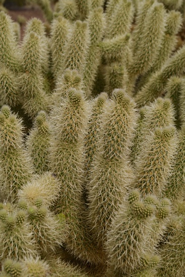 Say hello to my leedle frien'! The spines on these easily penetrate anything but hard leather. Ask me how I know that.