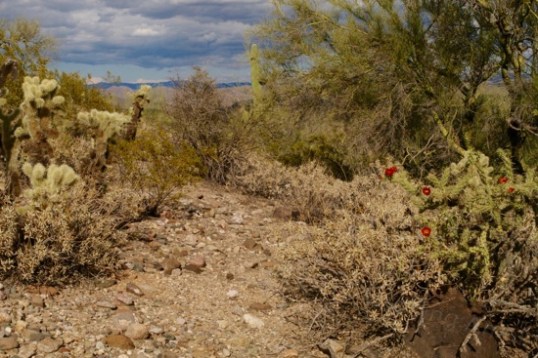 Once up on top of the ridge, much of the view to the side of the trail looks like this. In another month, many blooms will be seen.
