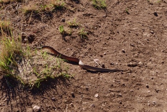 It's probably not best to straddle this.