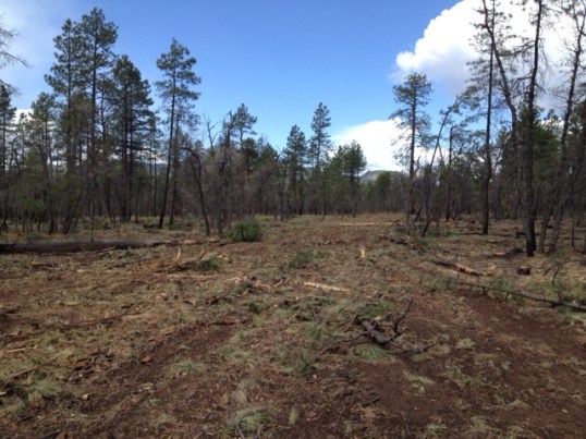 Freshly-cut area. Appalling, yes, but I got all excited when I saw this, because I crossed it on the way to my new "dream campsite" just a few hundred feet further down a trail - with a large fire ring ready and waiting. They won't clean it up THAT good, so I gotta get me a bowsaw next year!