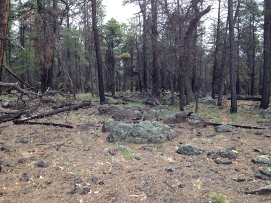 The commercial machinery can't get to areas like this, so it stays for other approaches. But it must eventually be thinned out.