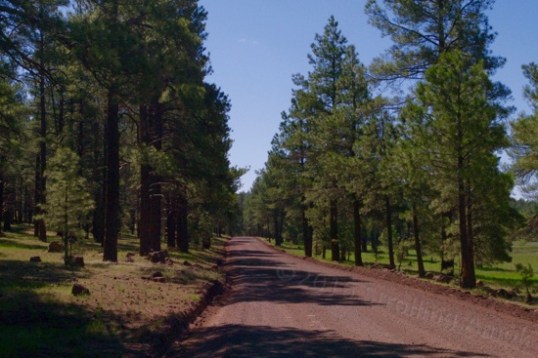 Walking FR140 toward Dogtown Lake.
