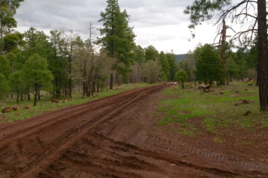 Looking down this gentle part of the climb, the trail is ahead and my turnoff in the foreground. The steeper rocky parts could be taken in 2WD, while pure-dirt sections like this and steeper ones like it needed all four wheels pulling.