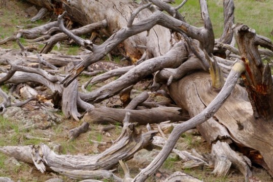 A tree, just like any other tree, only long-dead.