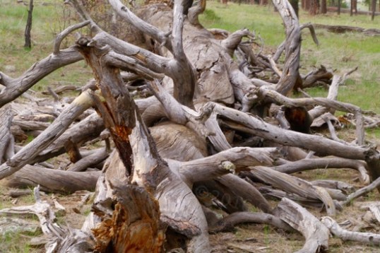 The area where I was camped had some very, very big pines downed long ago, most falling in the same direction, as if a storm had blown them over long ago.