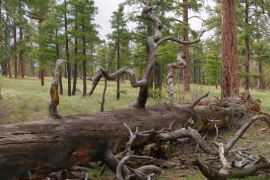 Walking among these gives one a sense of continuity and time, but nothing upright was remotely close to the trunk diameters of these ancient downed behemoths.