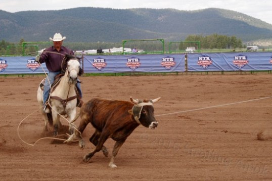 Time will be added for roping the steer's neck, but this heeler is about to succeed on his end.