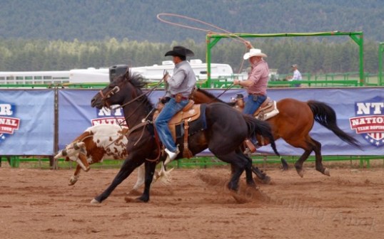 As the steer tries to throw rope #1, the heeler works with rope #2.