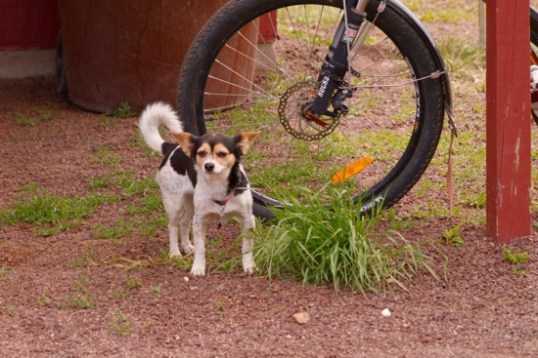 A look back toward the Evelo gets me a little dog sniffing around the bushes. Nope, no deposits. This is the only unleashed dog I saw, belonging to a female visitor wandering about. Not the best thing to be around constant horse traffic. Some horses were jumpy, and one pulled back some portable fencing it was tied to, which spooked others tied to the same fence.